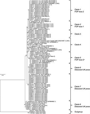 Identification and Expression of Secreted In Xylem Pathogenicity Genes in Fusarium oxysporum f. sp. pisi